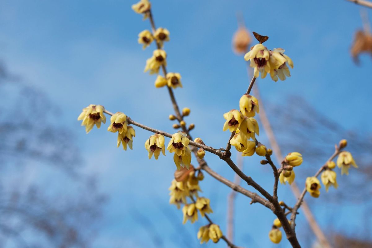 Wintersweet