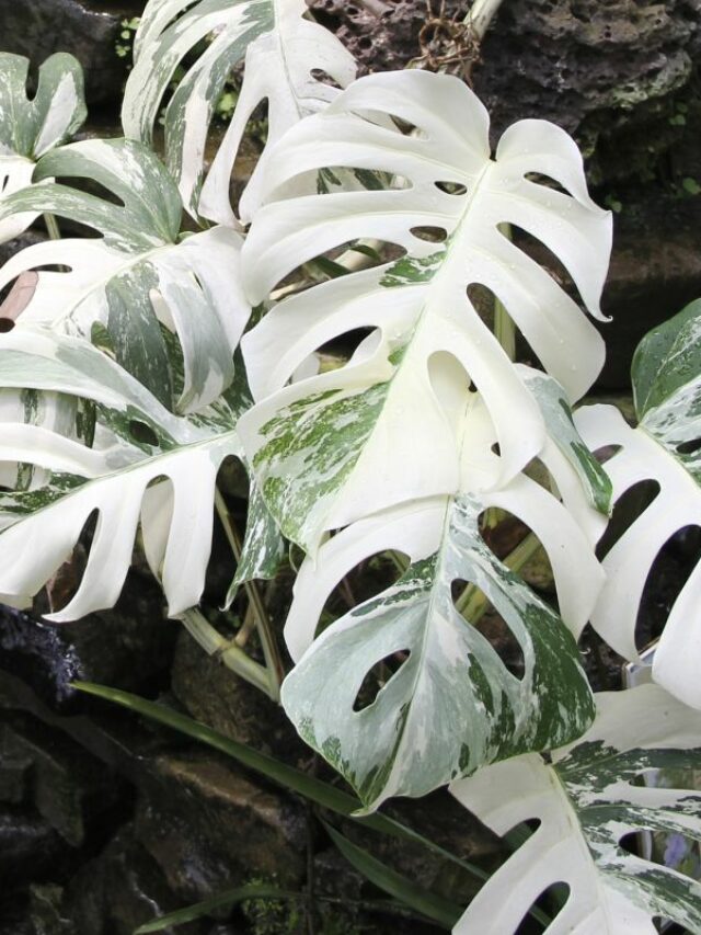 All-You-Need-To-Know-About-The-Monstera-Albo-Variegata-