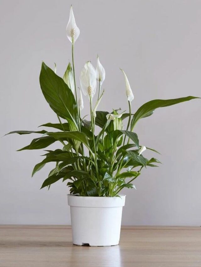 cropped-Peace-Lily-1.jpg