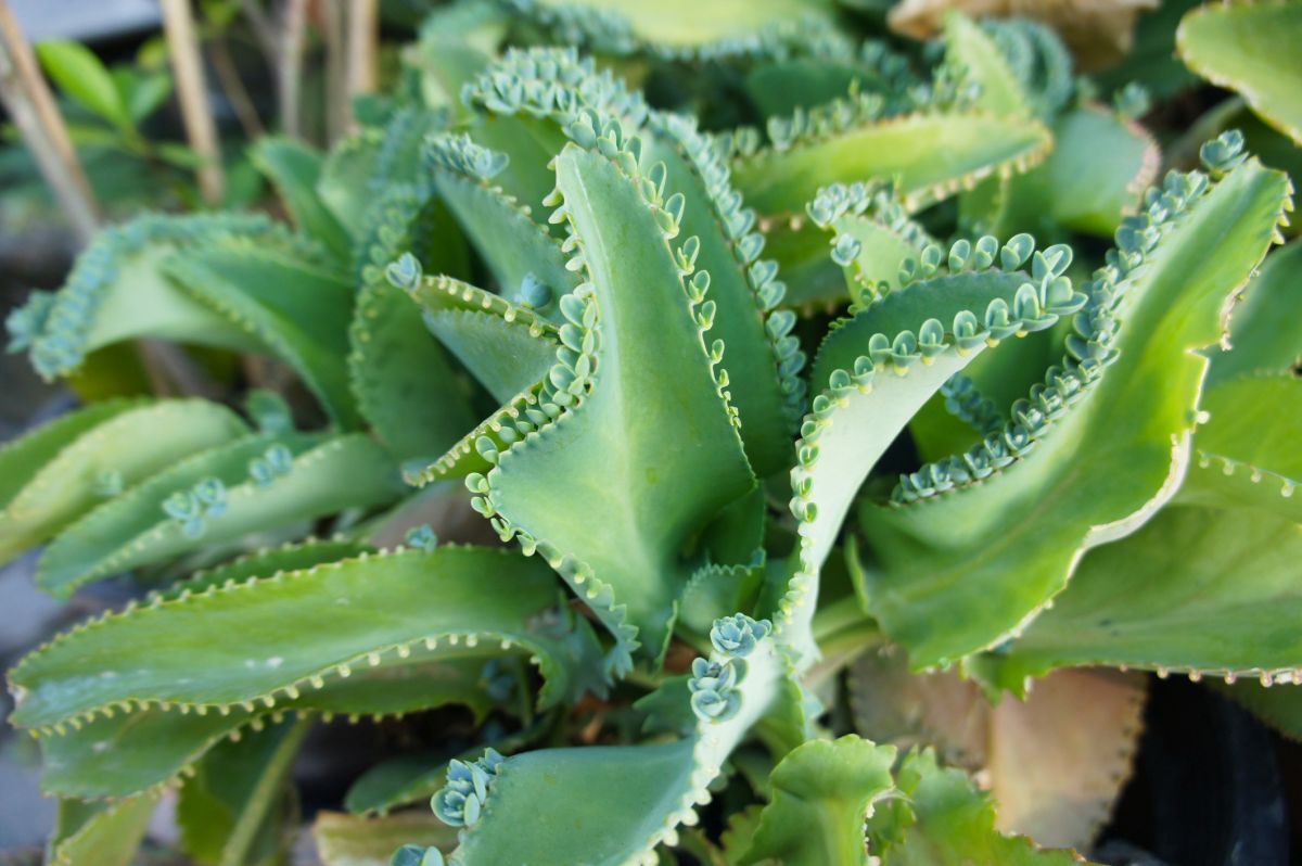 Kalanchoe Daigremontiana Not Your Ordinary Houseplant