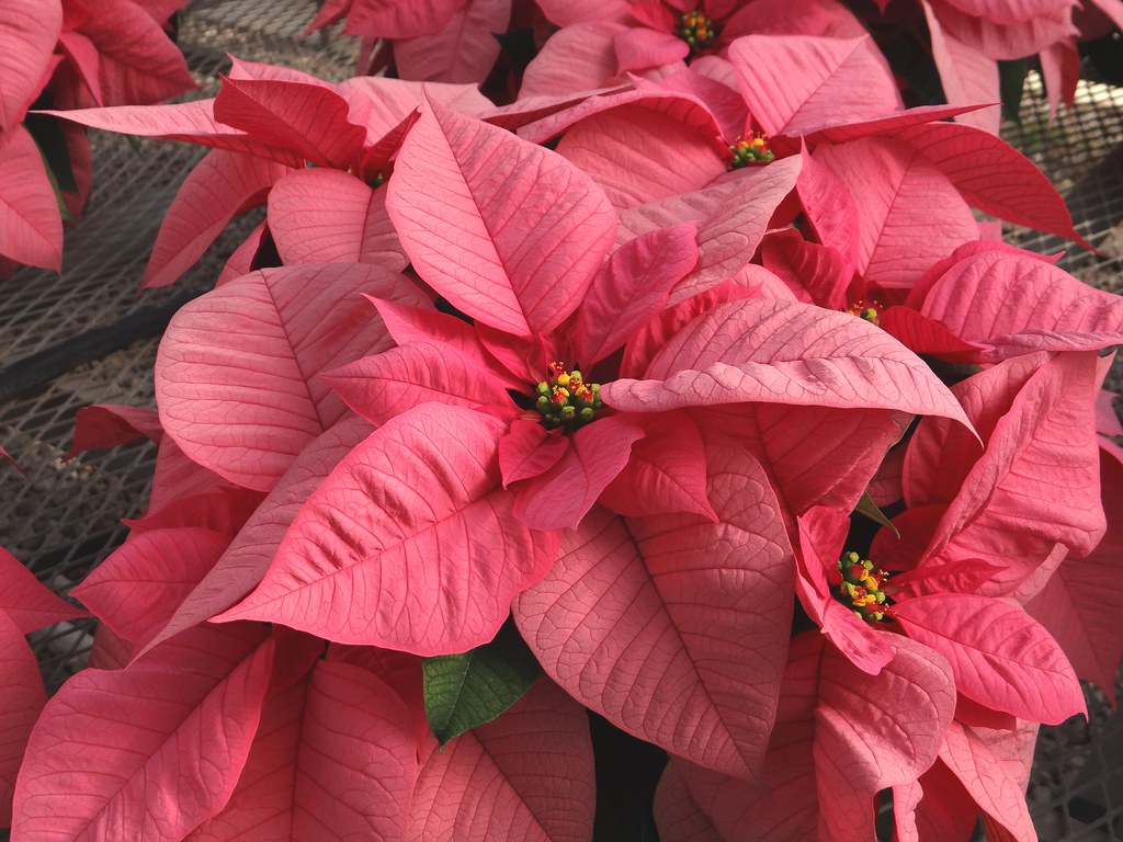 poinsettia  Peppermint Twist