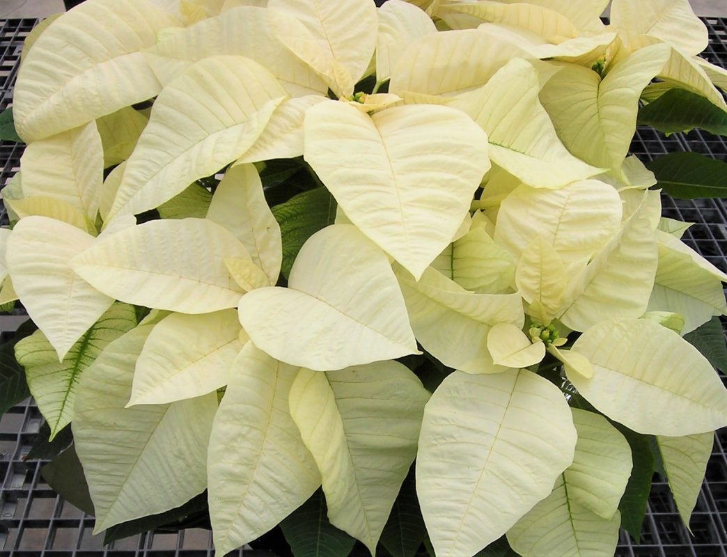 poinsettia white star