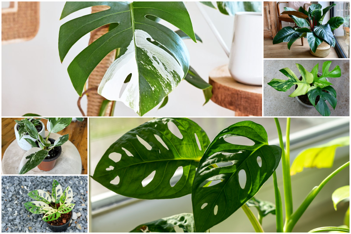 10 Rare Houseplants Every Home Should Have