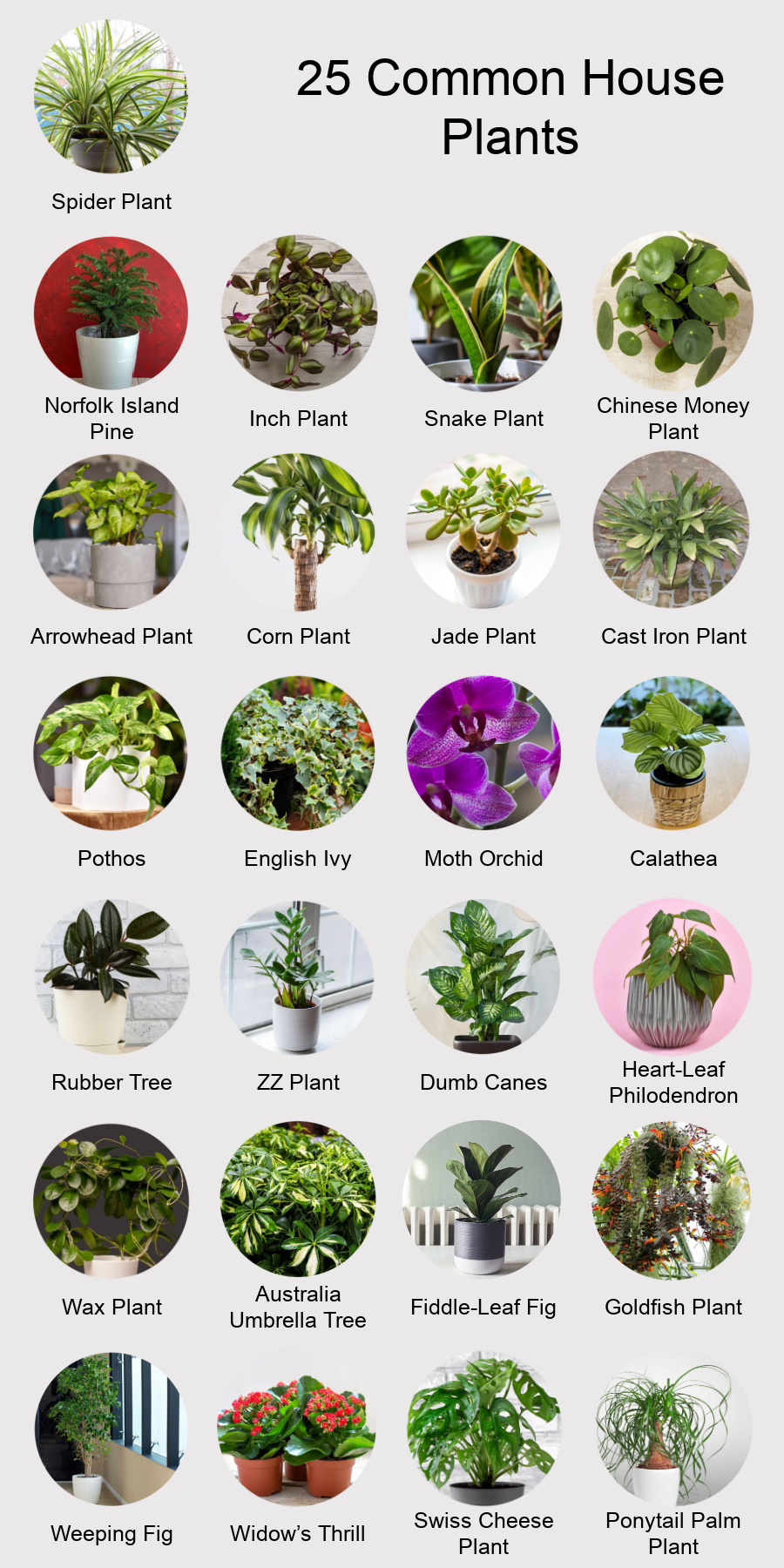 25 common house plants | classics and new favorites - houseplant