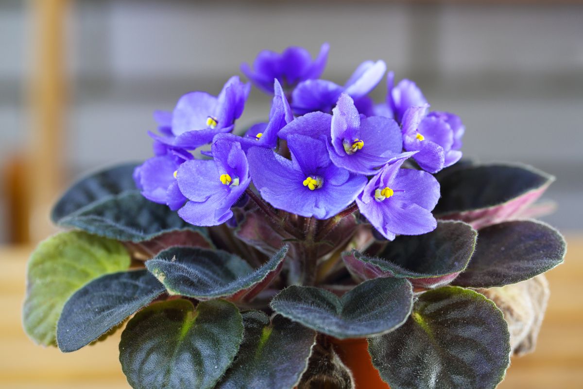 African Violet 