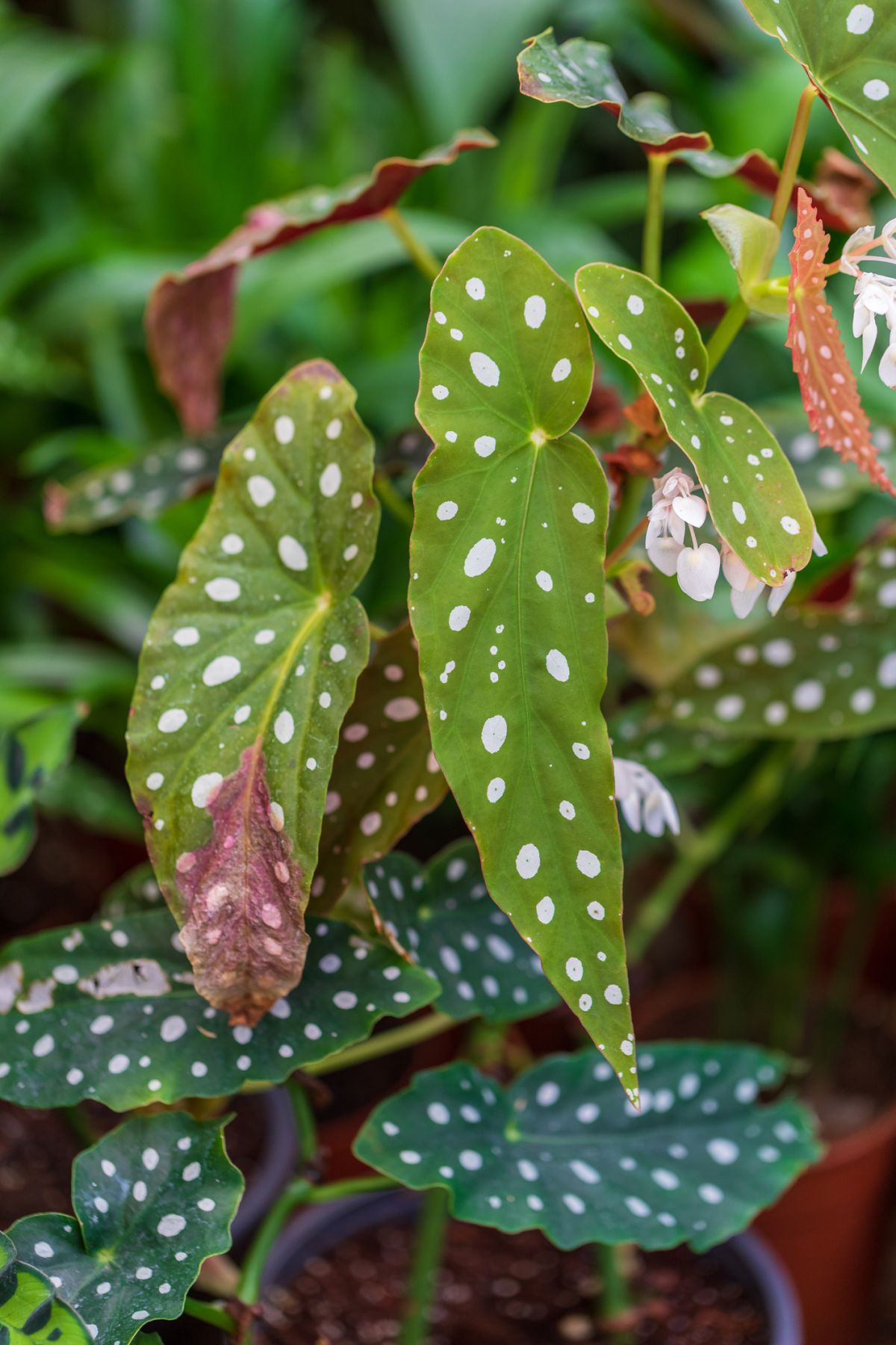 Angel Wing Begonia Temperature