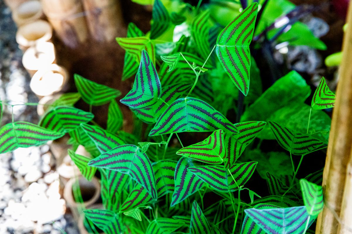 Butterfly Plant 