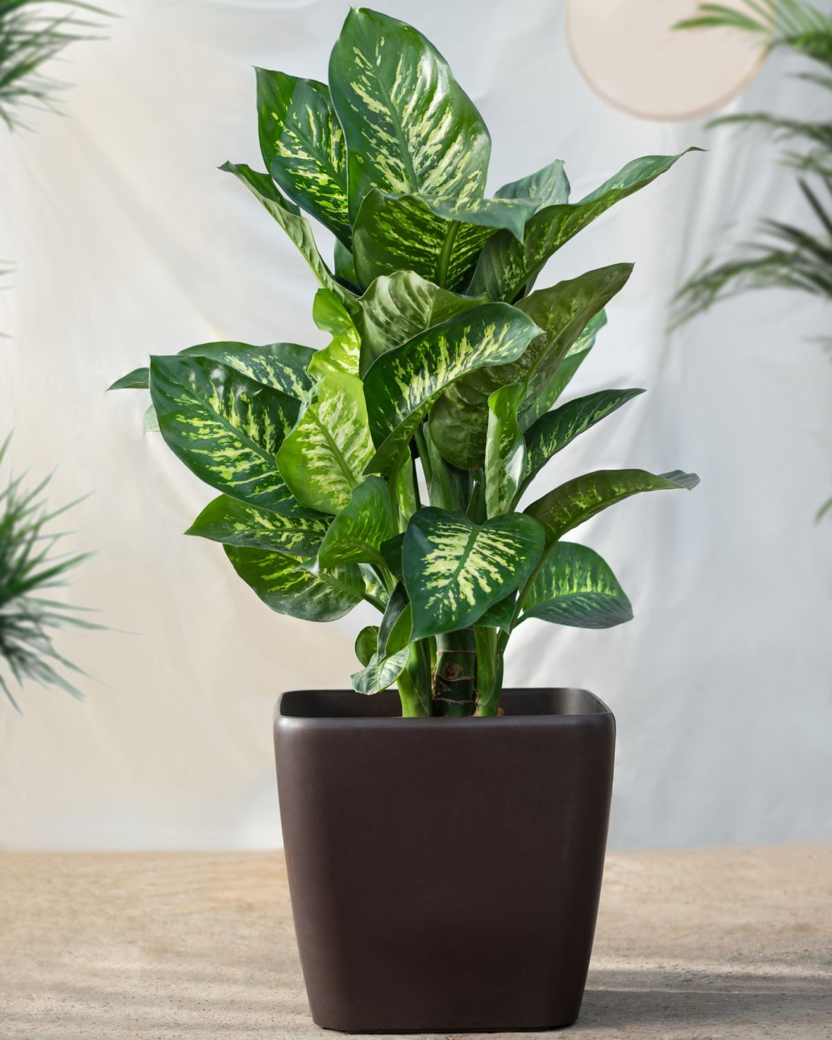Flower Republic | Philodendron Limelight Indoor Online Price in Sri Lanka |  Flowers