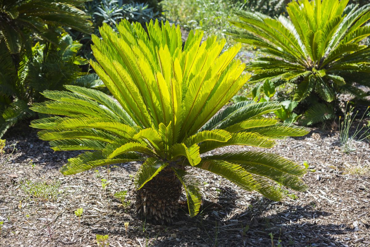 Enjoy a Touch of the Tropics with the Sago Palm