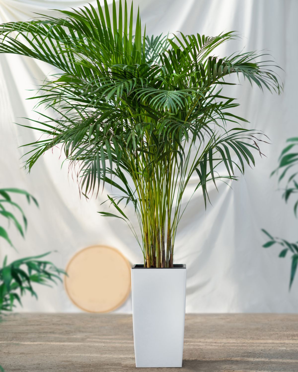 Golden Cane Palm 