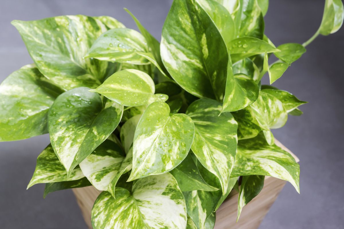 Golden Pothos 