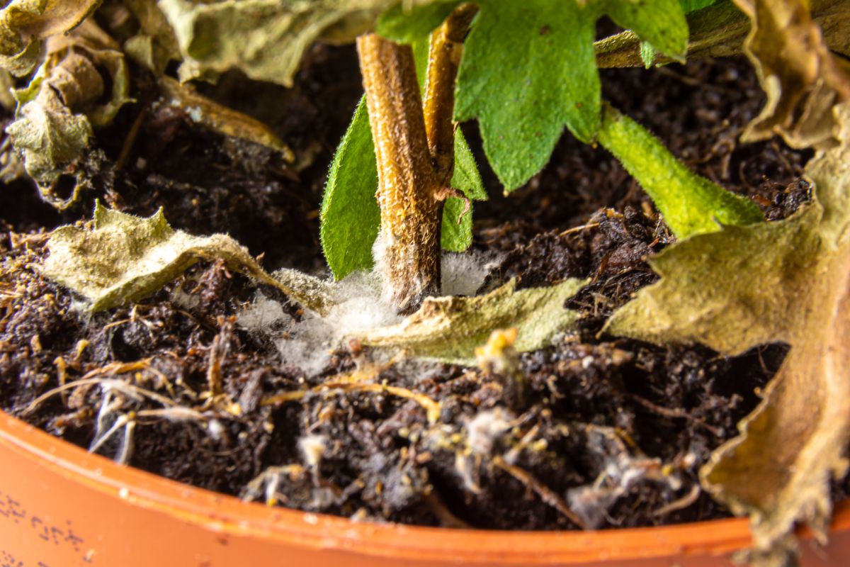 How Bad Is A  Moldy Plant Soil