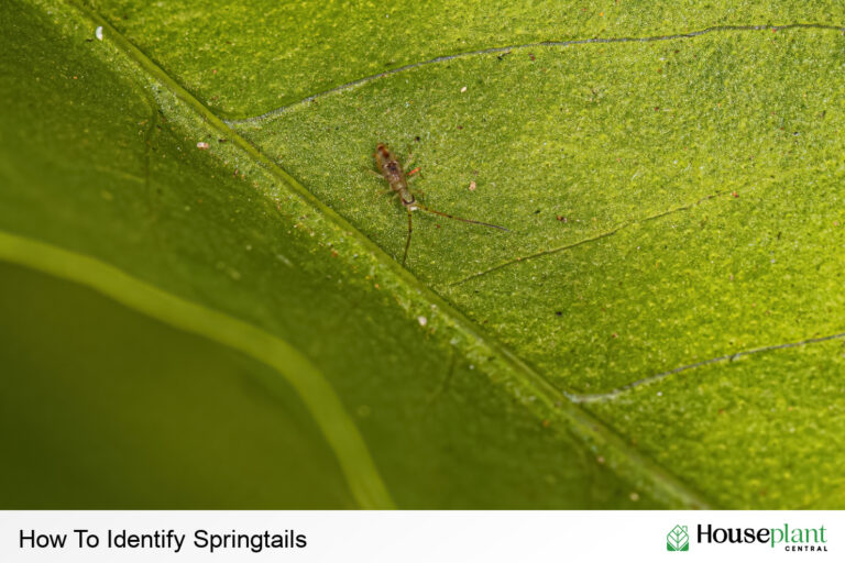 How to identify and deal with a springtails infestation