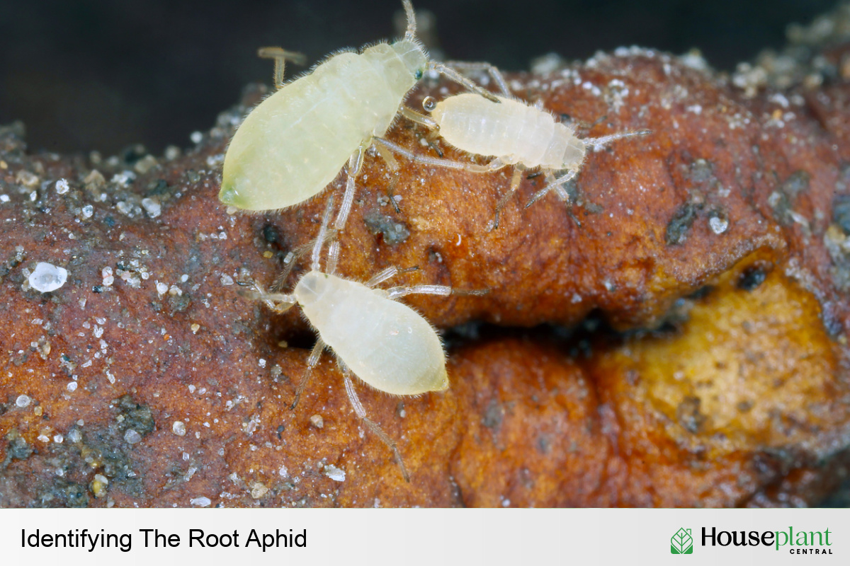 Root Aphid Eggs