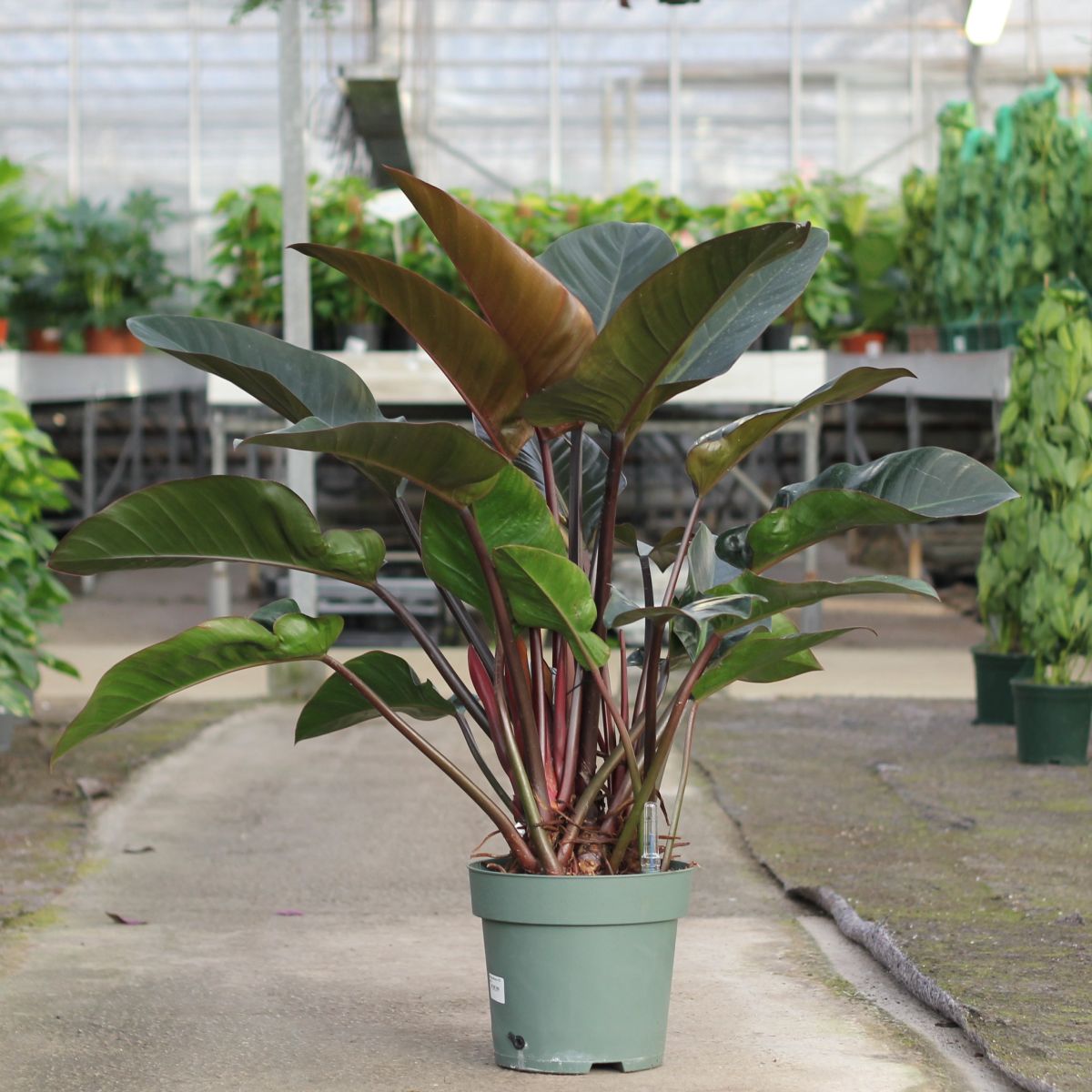 Philodendron Imperial Red