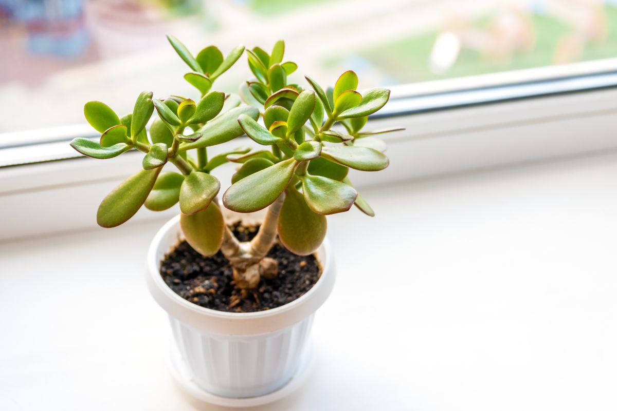 Jade Plant