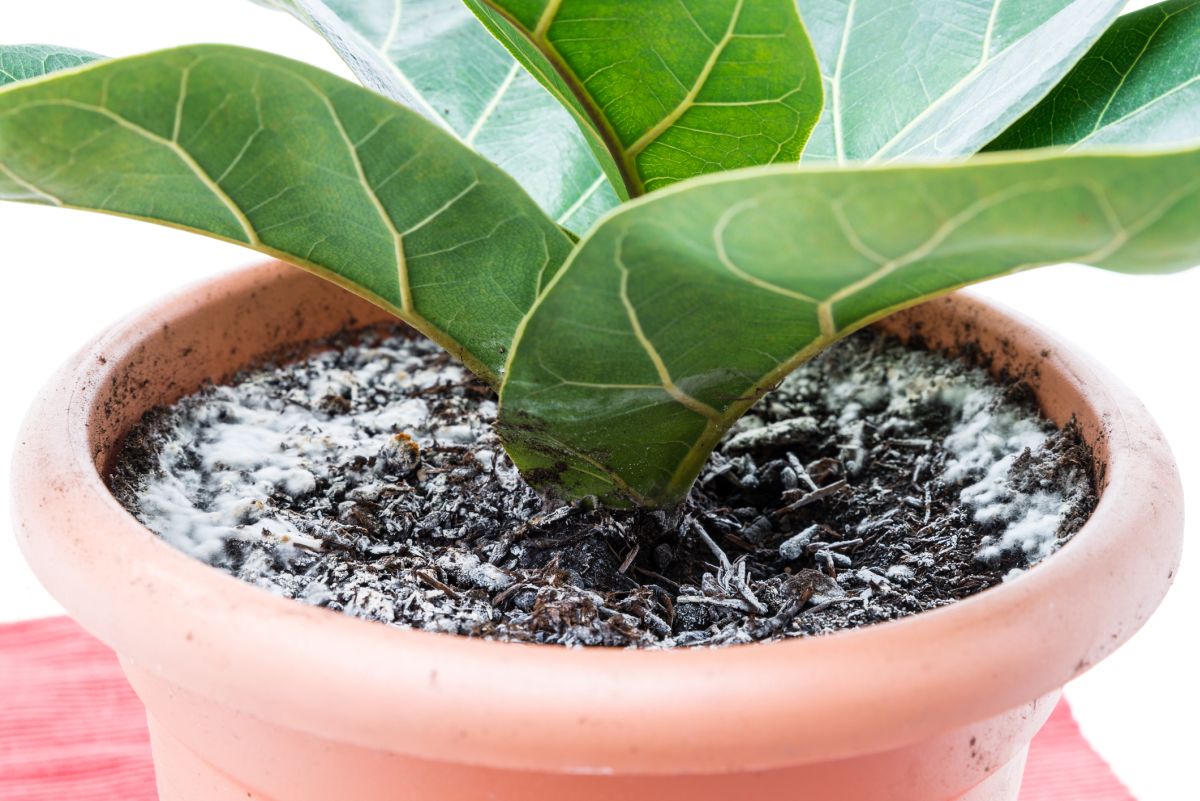 Mold On Plant Soil: What It How To Get Of It