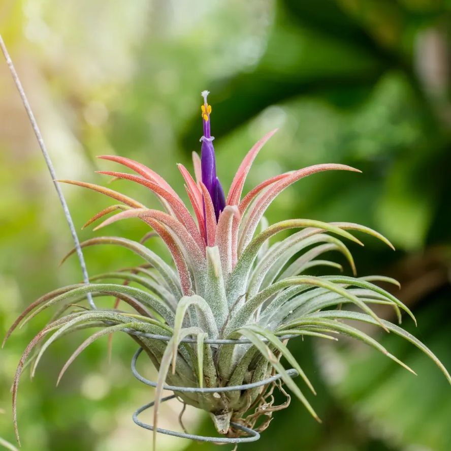 Mounting the Sky Plant