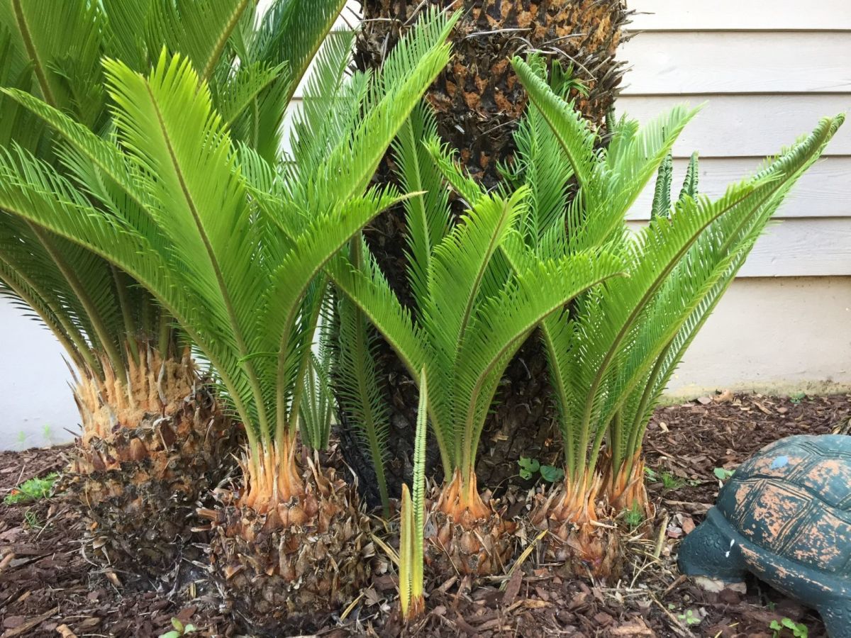 Propagation Sago Palm Trees