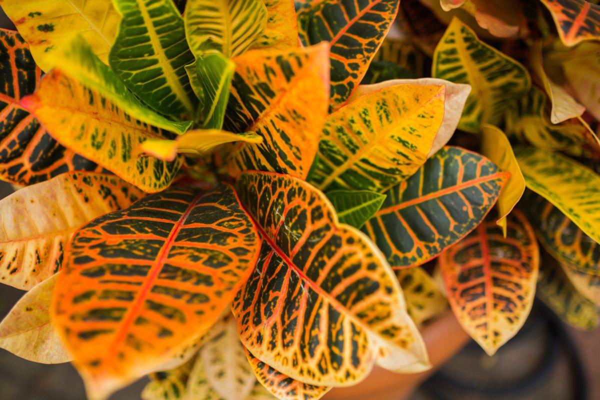 10 Tropical Indoor Plants To Grow