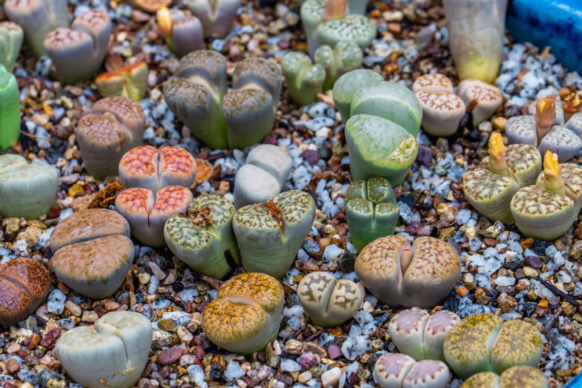 Rock Your Collection with Livingstones Plant