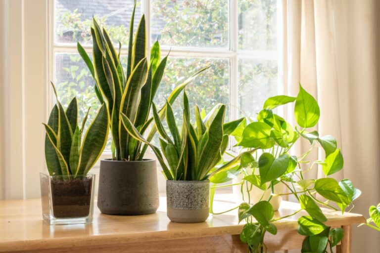 10 North Facing Window Plants
