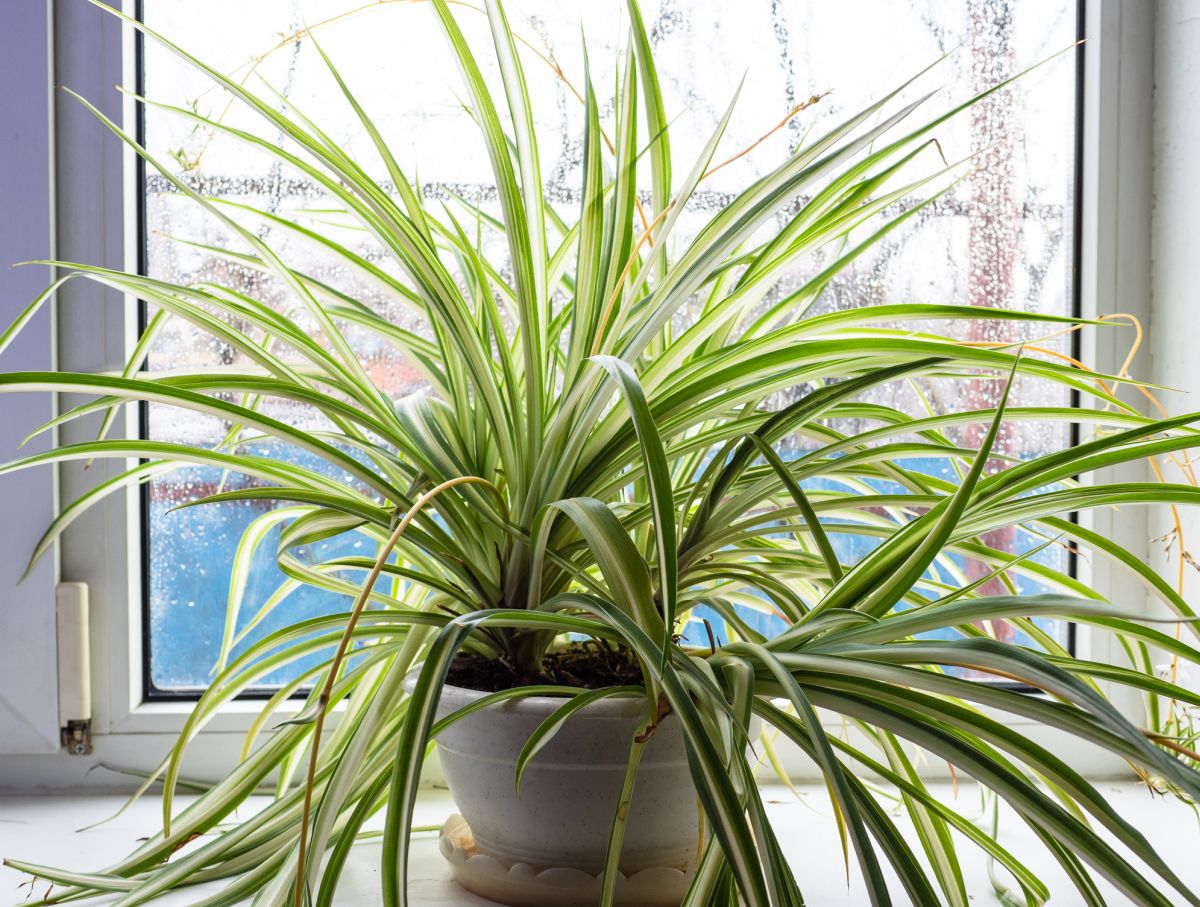 25 common house plants | classics and new favorites - houseplant