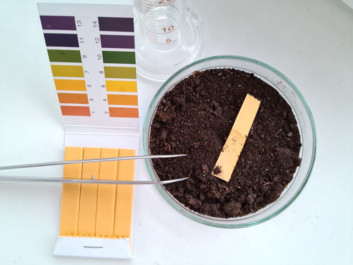 Testing Soil pH Using DIY Testing strips