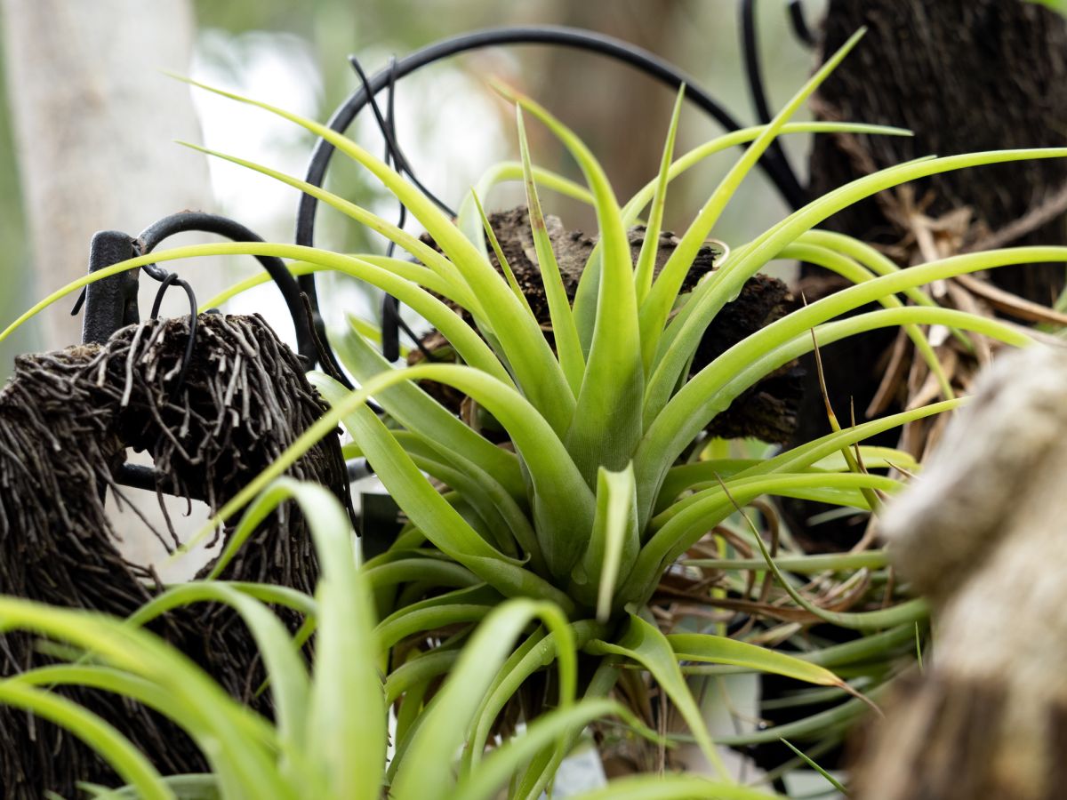 Tillandsia Ionantha: The Easy Care Sky Plant