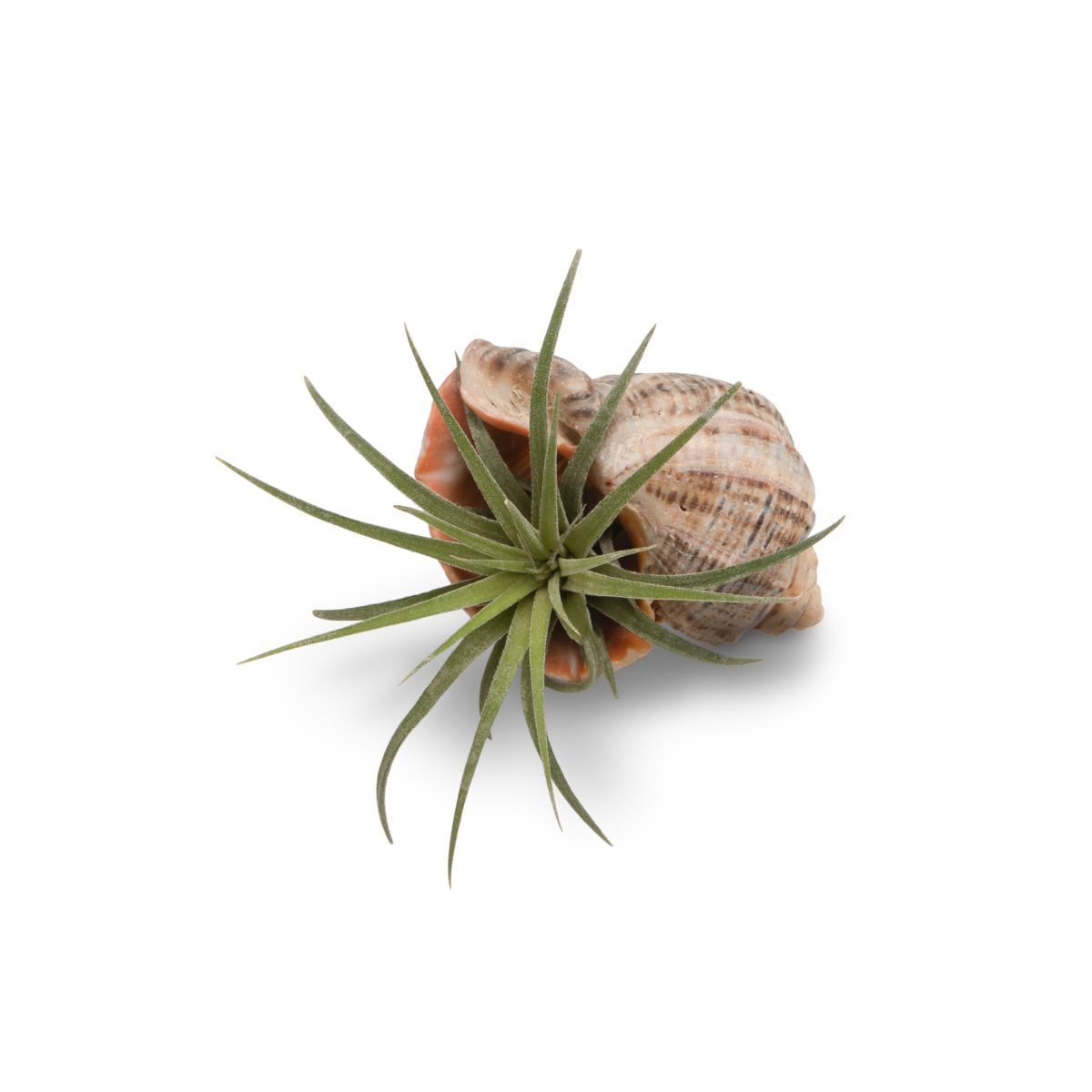 Tillandsia ionantha 