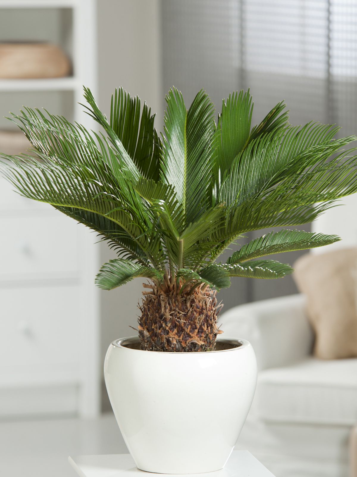 Watering the Japanese Sago Palm 