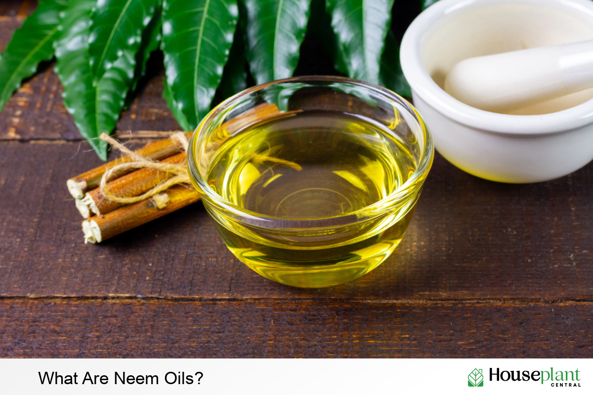 A Proper Guide On Using Neem Oil For Plants