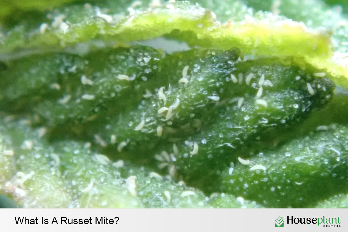 What Is A Russet Mite