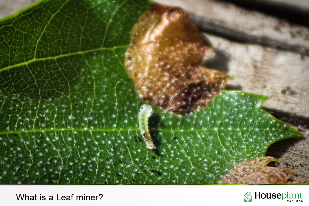 What is a Leaf miner?