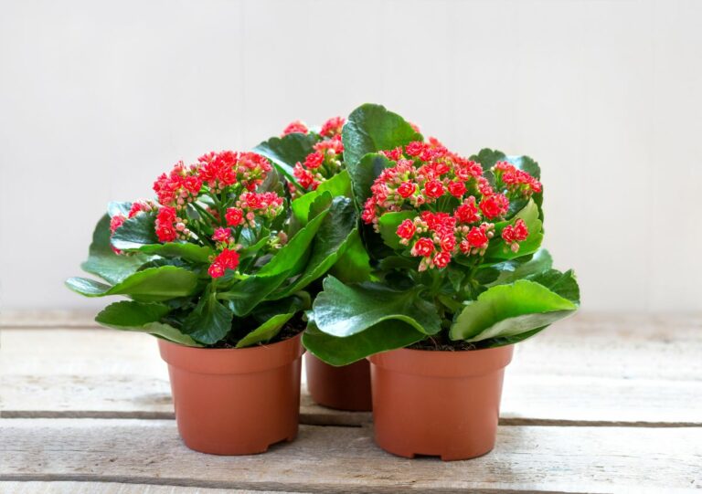 25 Common House Plants | Classics and New Favorites - Houseplant Central