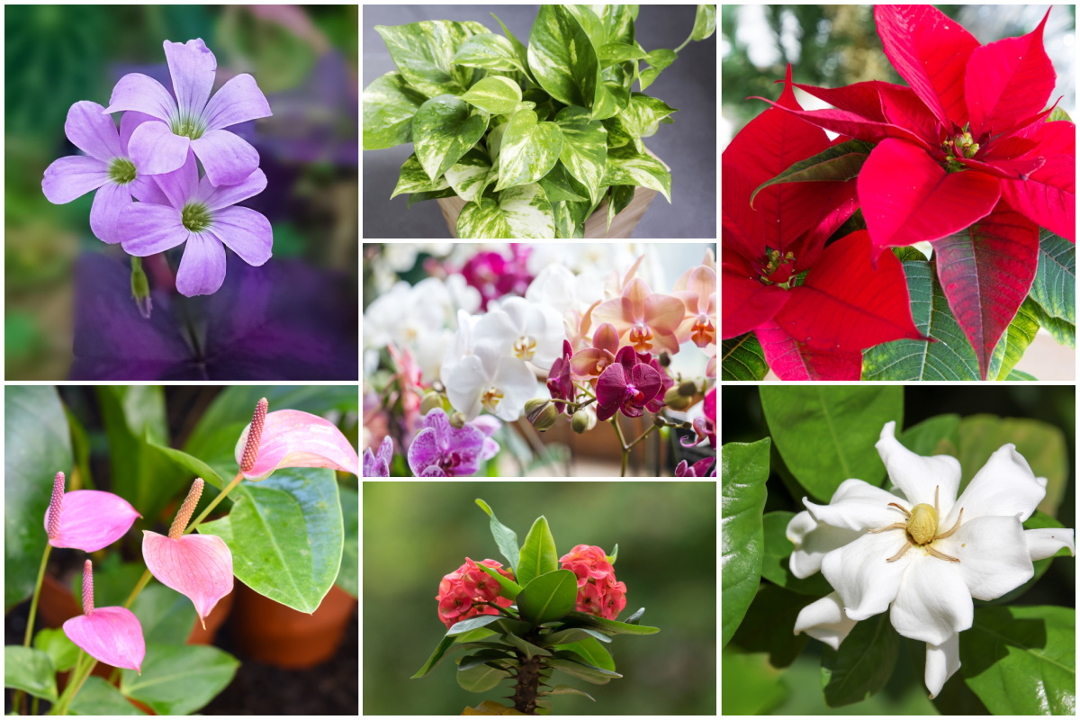 Indoor Flowering Plants For Beginners F 