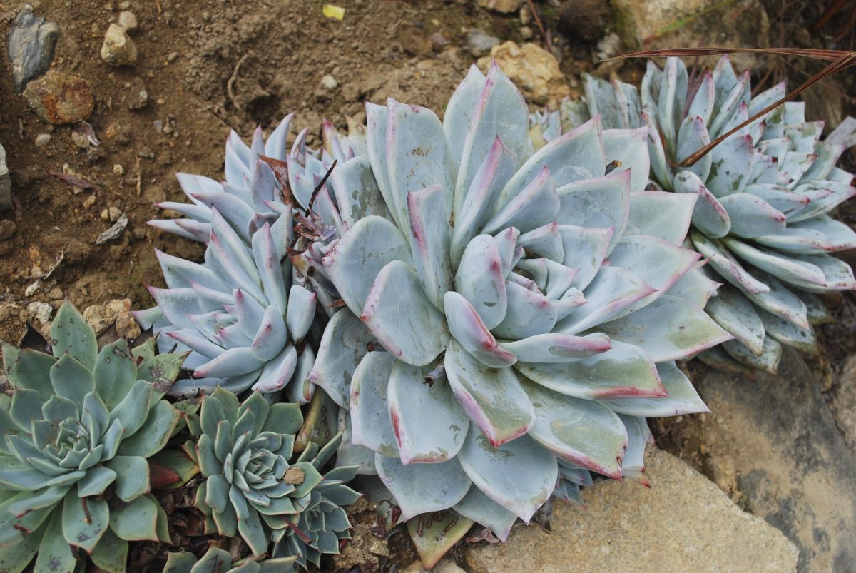 A Basic Guide On The Dudleya Succulent
