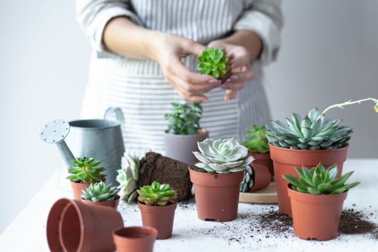 A Brief Guide On How To Care For The Echeveria Plants