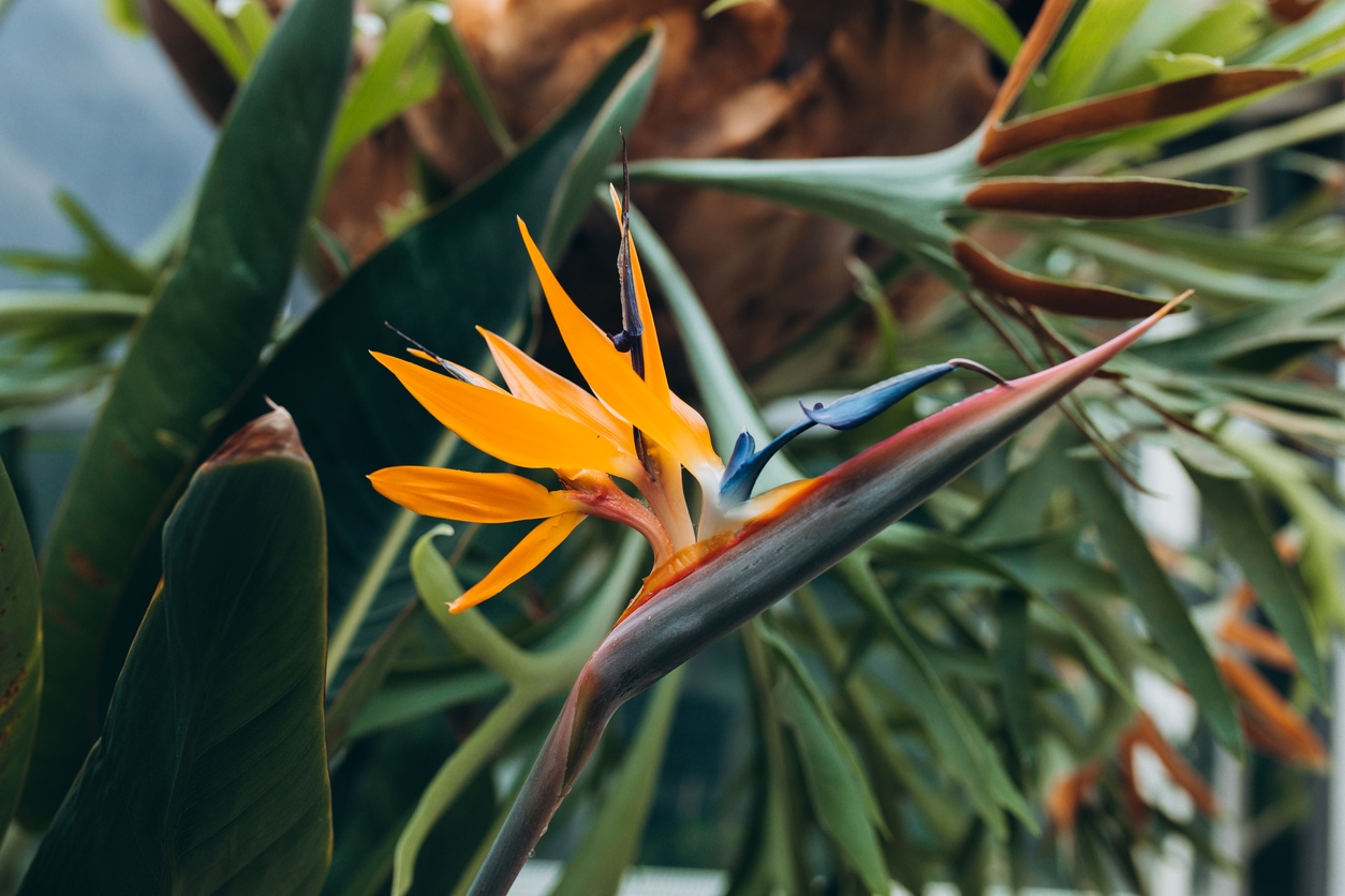 Bird of paradise plant