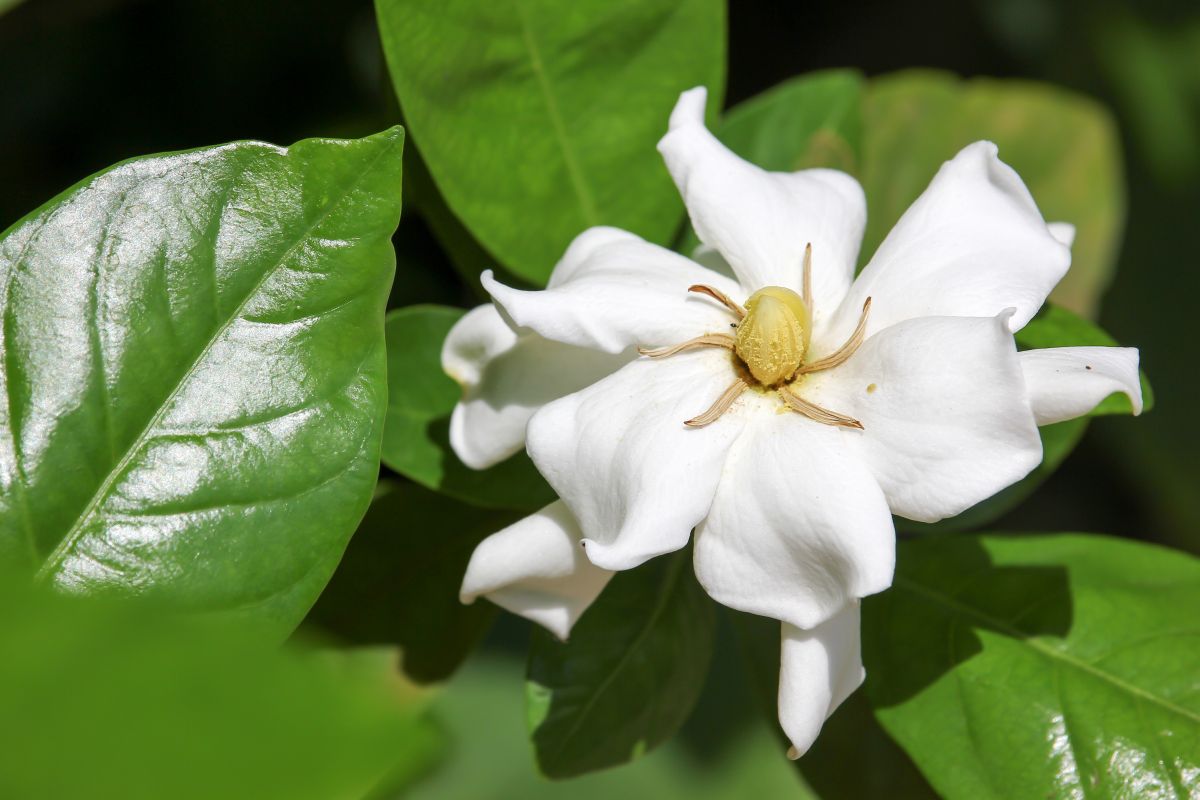 Cape Jasmine