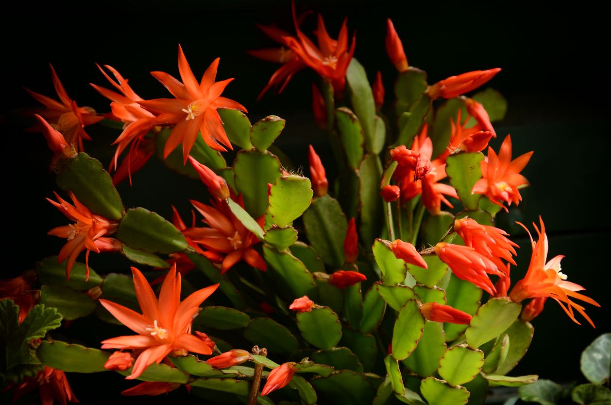 Christmas Cactus