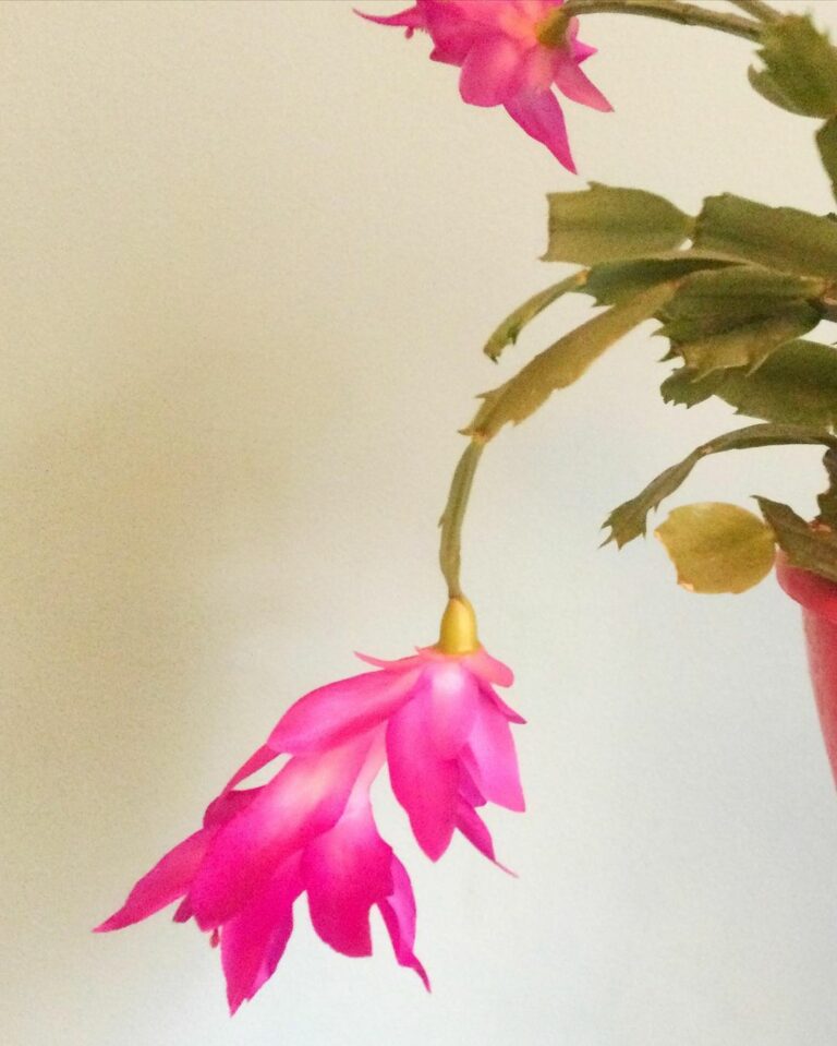 A Brief Christmas Cactus Watering Guide