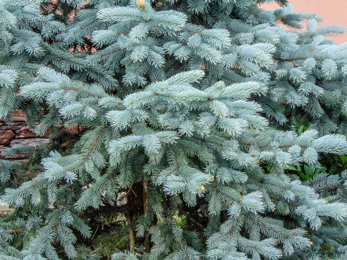 Colorado Blue Spruce 
