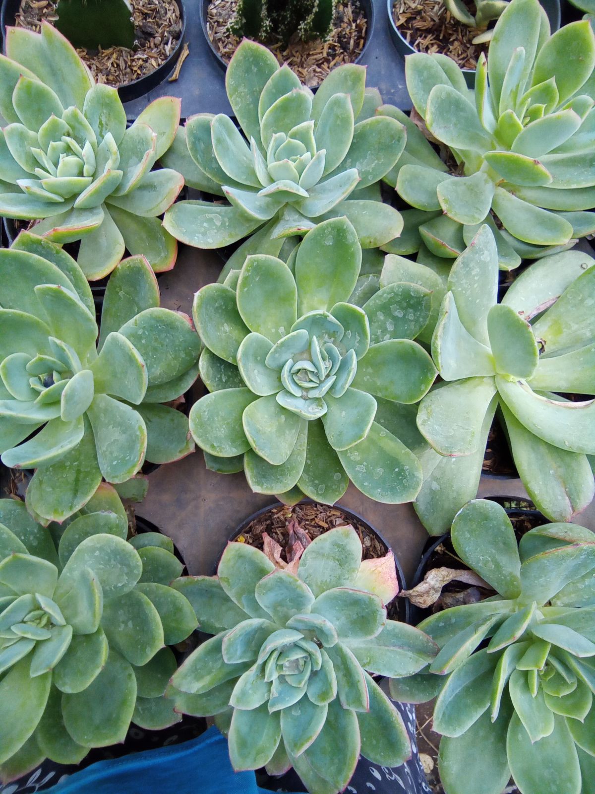 Dudleya Soil Requirements