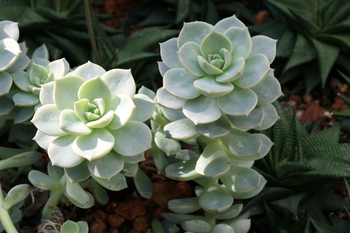 Echeveria Elegans 