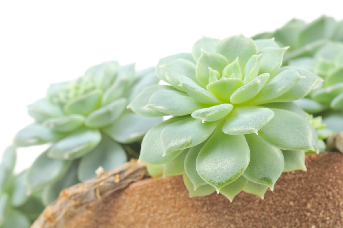 Echeveria Elegans Soil Requirements 