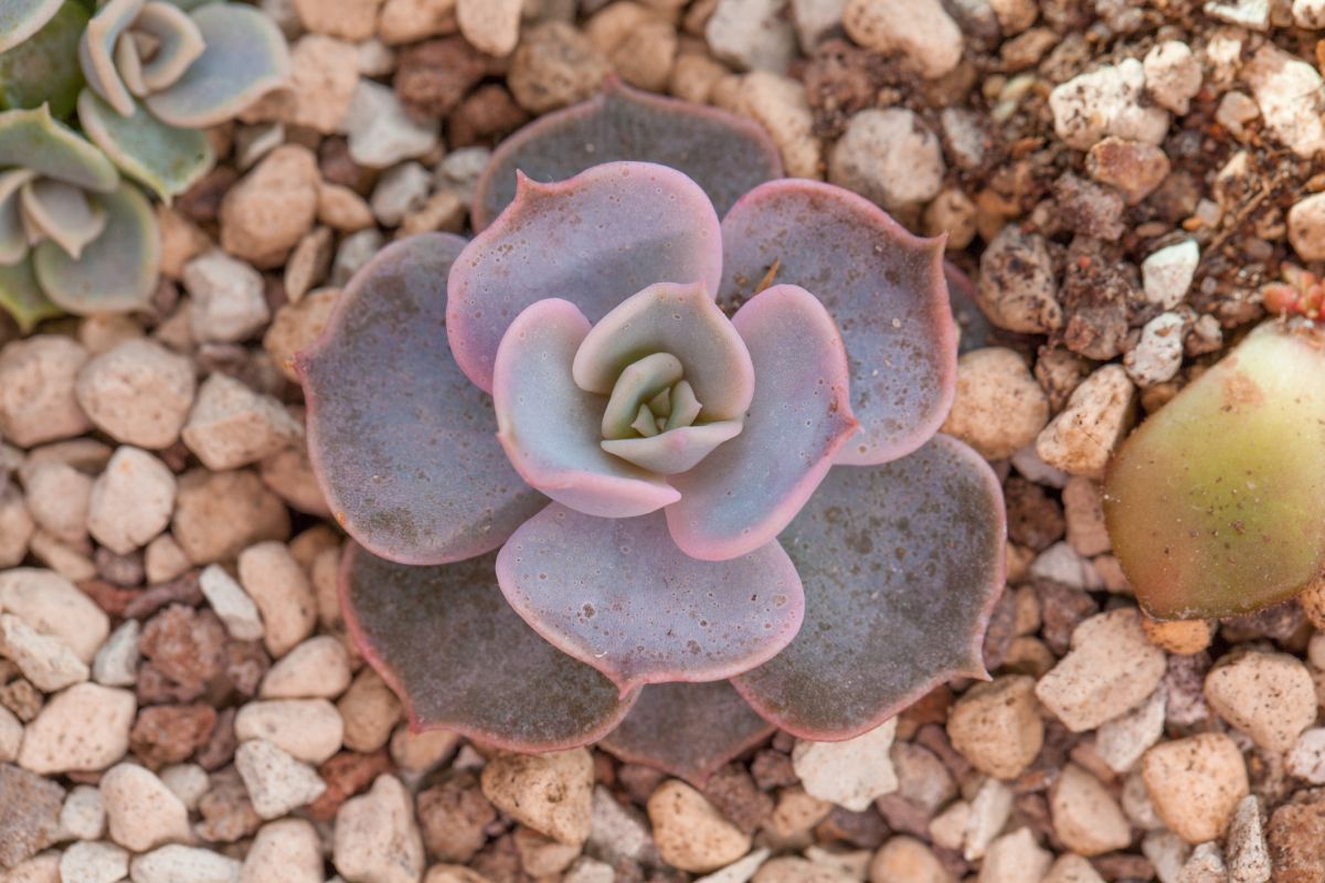 Echeveria Lilacina Soil Requirements