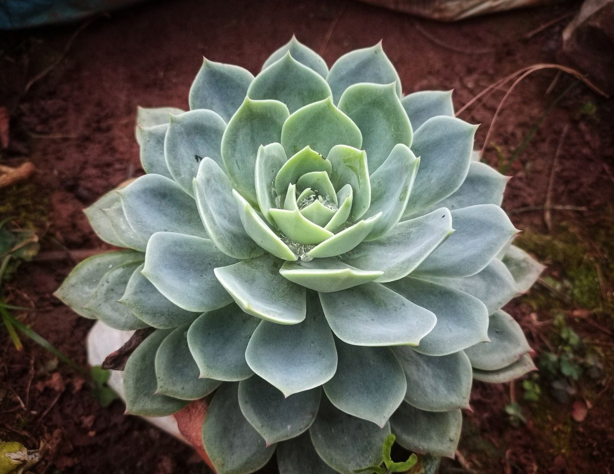 Echeveria Peacockii: Caring For The Peacock Echeveria