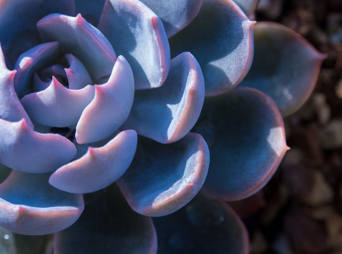 Echeveria Peacockii Soil Requirements 