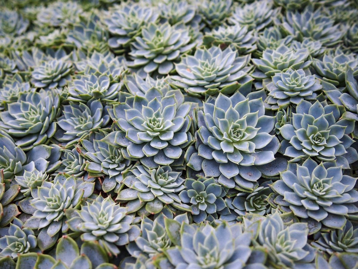 The Echeveria: Growth And Care A Healthy Plant